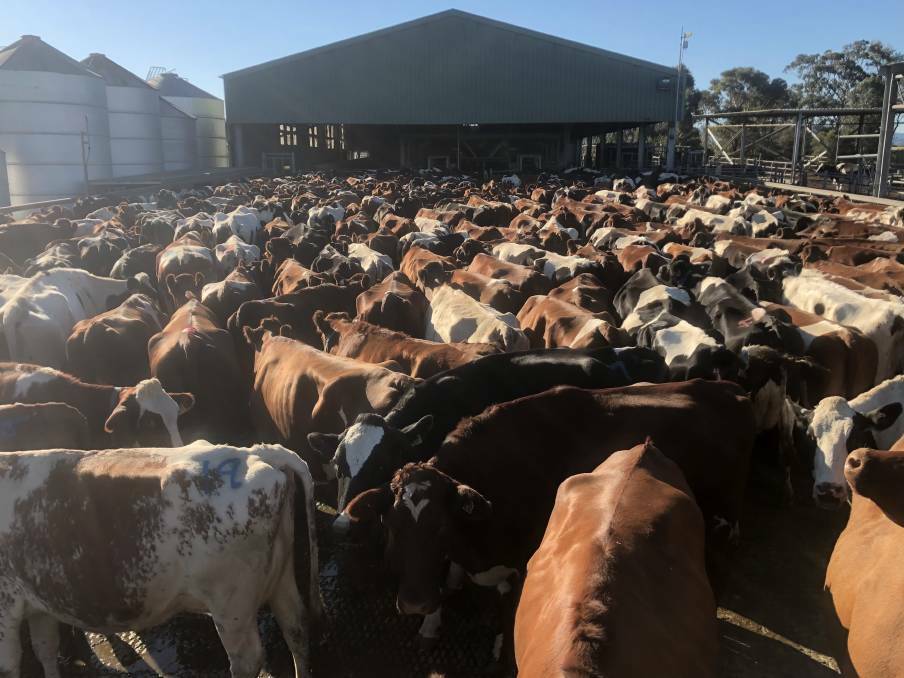 Some of Tim Cochrane's cattle that will be affected should FMD enter Australia. Photo: supplied