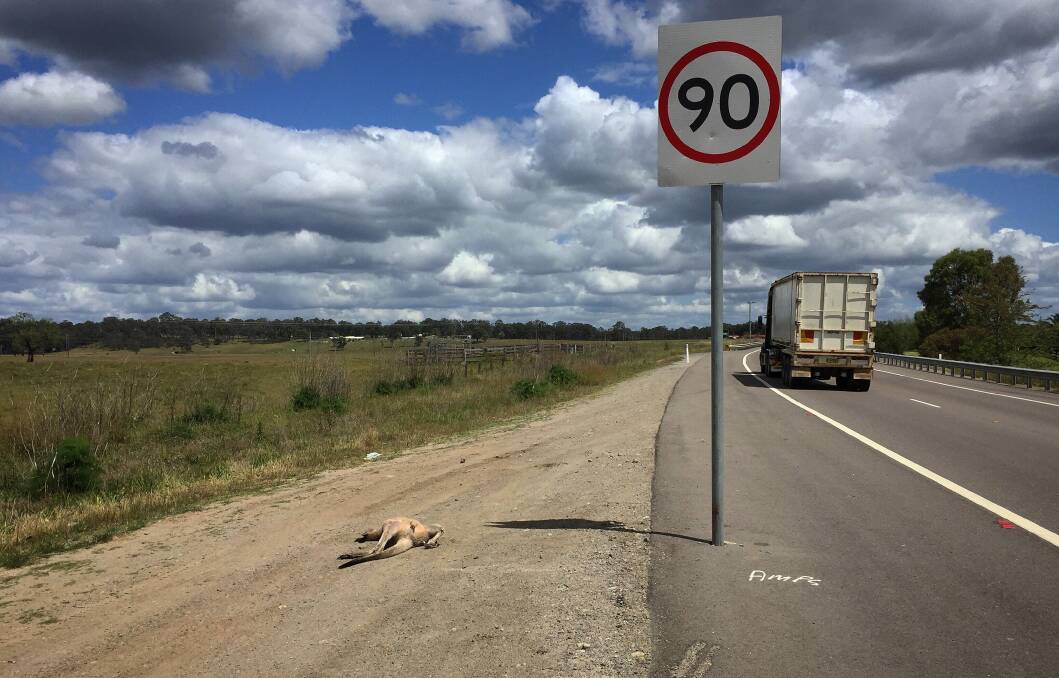 Kangaroo roadkill. Photo by Simone De Peak.